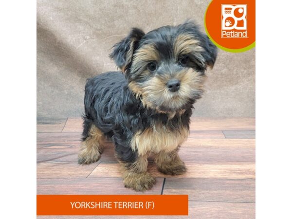 Yorkshire Terrier Dog Female Black / Tan 1892 Petland Gallipolis, OH