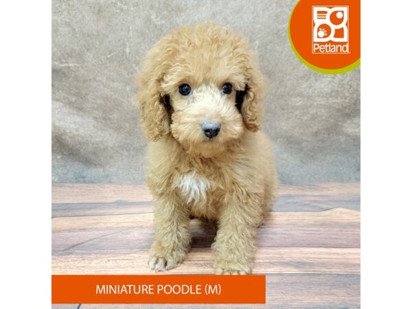 Miniature Poodle Dog Male Red 1883 Petland Gallipolis, OH