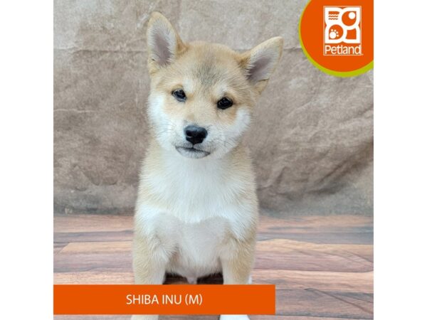 Shiba Inu Dog Male Red Sesame 1903 Petland Gallipolis, OH