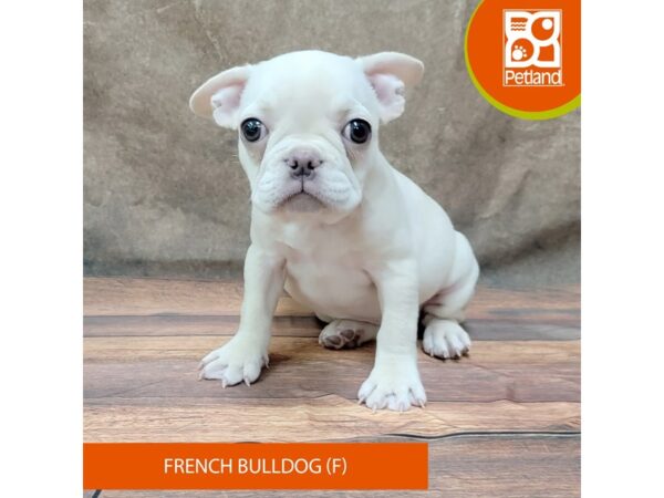 French Bulldog Dog Female Cream 1902 Petland Gallipolis, OH