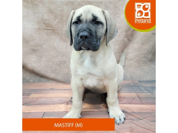 Mastiff-Dog-Male-Fawn-1907-Petland Gallipolis, OH