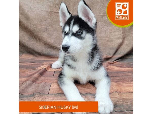 Siberian Husky Dog Male Black / White 1906 Petland Gallipolis, OH