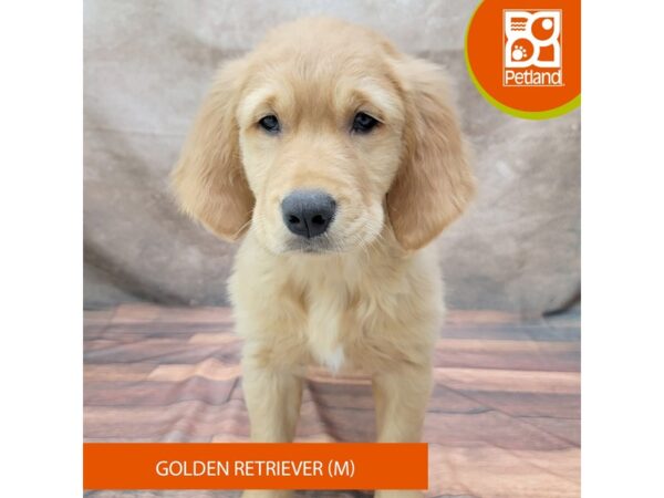 Golden Retriever Dog Male Dark Golden 1904 Petland Gallipolis, OH