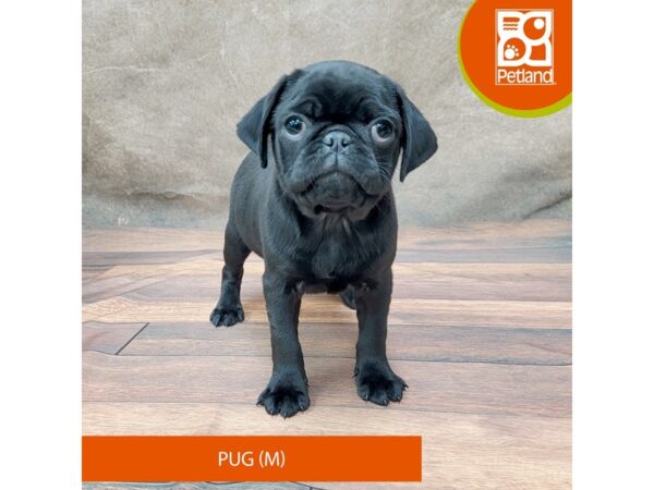 Pug-Dog-Male-Black-1913-Petland Gallipolis, OH