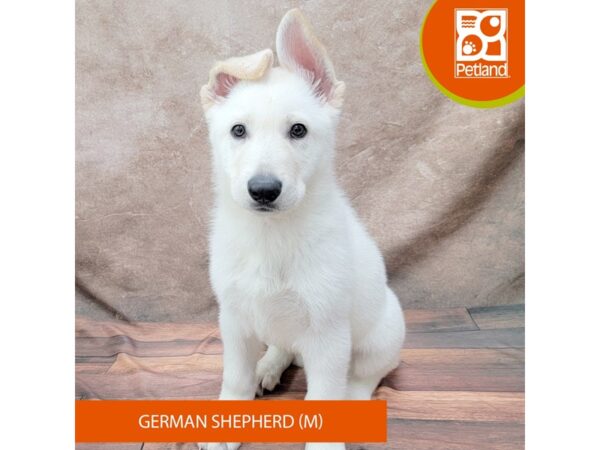 German Shepherd Dog Male White 1911 Petland Gallipolis, OH