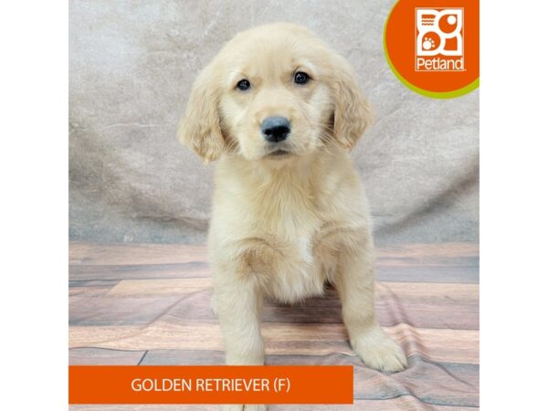 Golden Retriever-Dog-Female-Golden-1909-Petland Gallipolis, OH