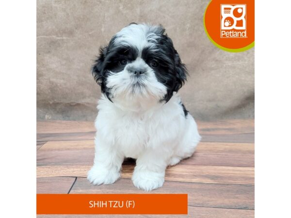 Shih Tzu-Dog-Female-Black / White-1908-Petland Gallipolis, OH