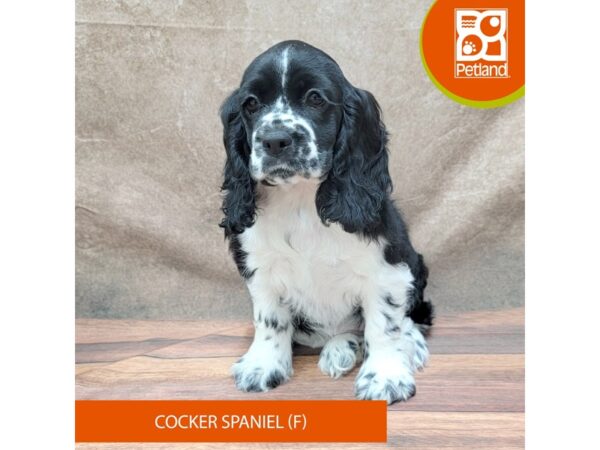 Cocker Spaniel Dog Female Black / White 1919 Petland Gallipolis, OH