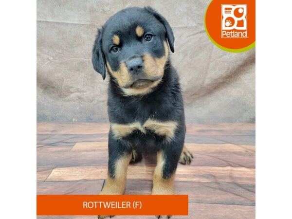 Rottweiler-Dog-Female--1923-Petland Gallipolis, OH