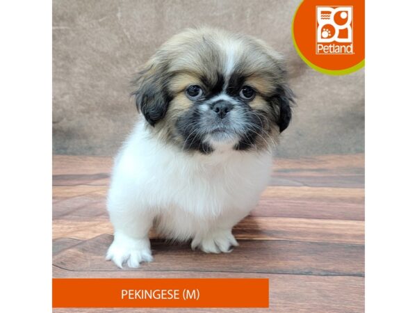 Pekingese-Dog-Male-Fawn Sable-1905-Petland Gallipolis, OH