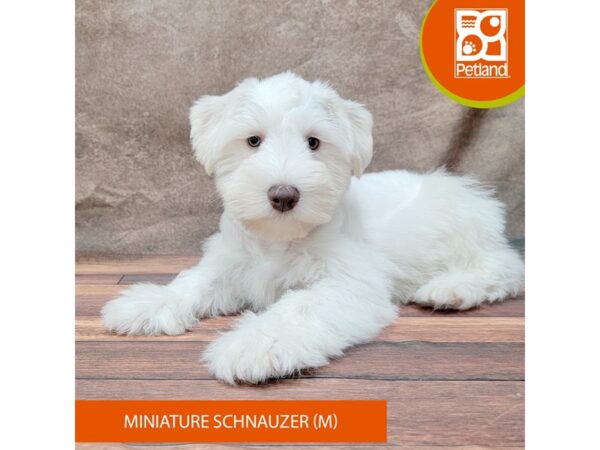 Miniature Schnauzer-Dog-Male-White-1912-Petland Gallipolis, OH