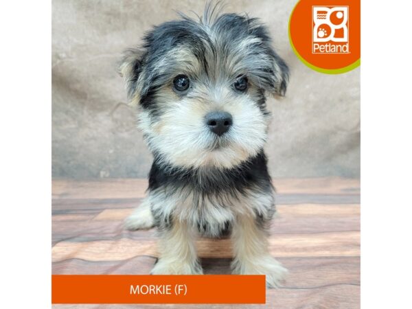 Morkie-Dog-Female-Black / Tan-1916-Petland Gallipolis, OH