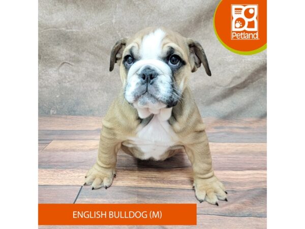 English Bulldog Dog Male Red 1917 Petland Gallipolis, OH