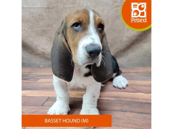 Basset Hound-Dog-Male-Black Tan / White-1922-Petland Gallipolis, OH