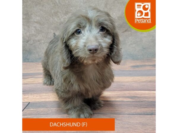 Dachshund Dog Female Chocolate 1920 Petland Gallipolis, OH