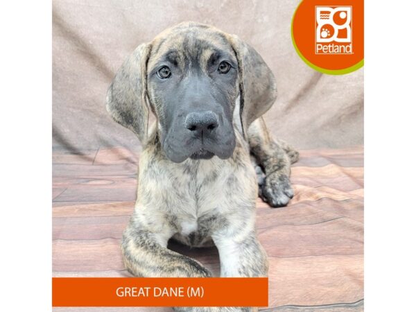 Great Dane-Dog-Male-Brindle-1930-Petland Gallipolis, OH