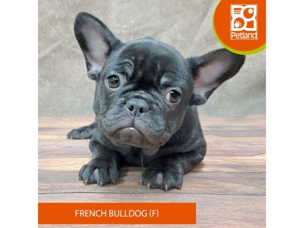 French Bulldog Dog Female Black 1928 Petland Gallipolis, OH