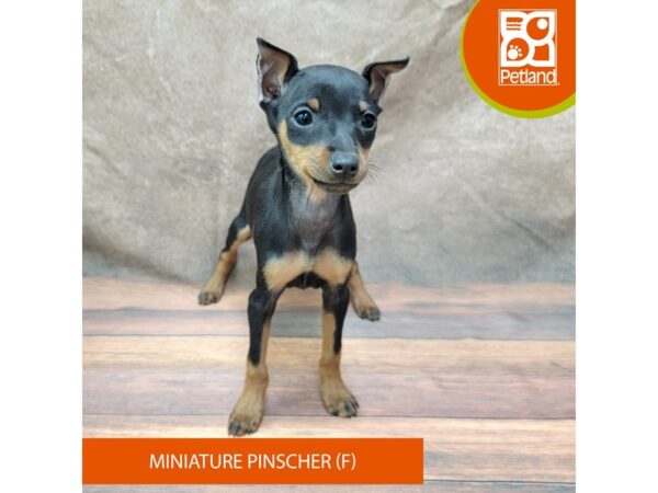 Miniature Pinscher-Dog-Female-Black / Rust-1935-Petland Gallipolis, OH