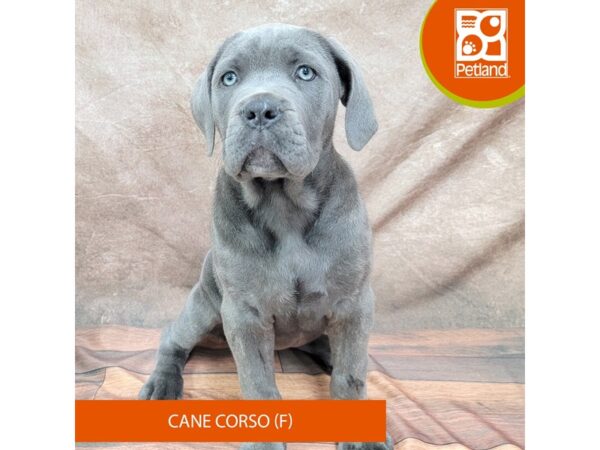 Cane Corso Dog Female Blue Brindle 1932 Petland Gallipolis, OH