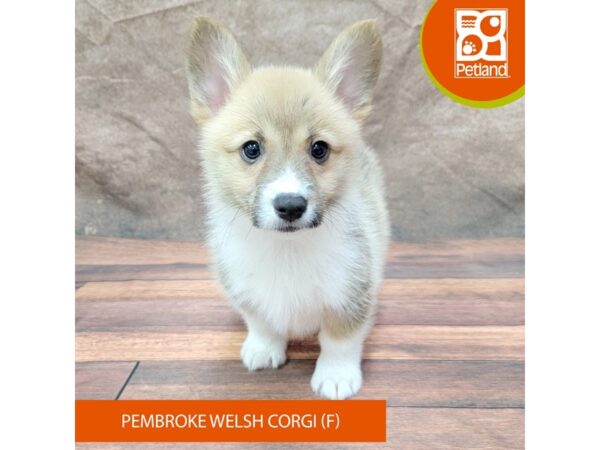 Pembroke Welsh Corgi-Dog-Female-Sable / White-1933-Petland Gallipolis, OH