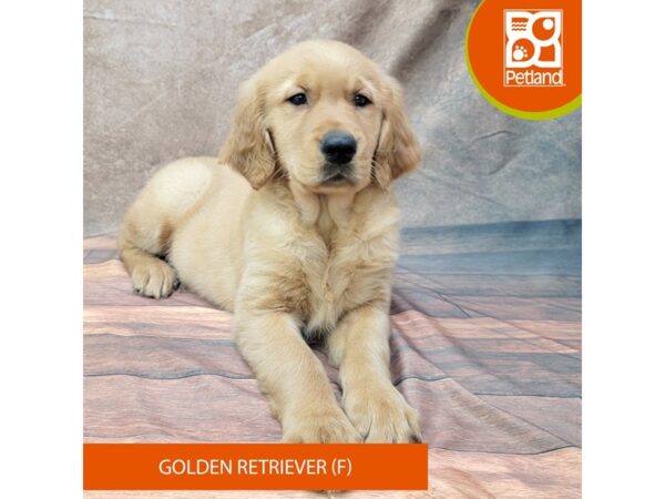 Golden Retriever Dog Female Golden 1934 Petland Gallipolis, OH