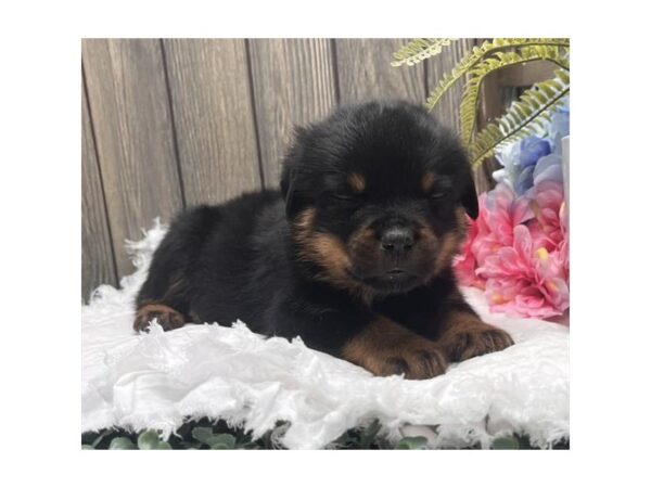 Rottweiler Dog Male Black / Tan 1944 Petland Gallipolis, OH