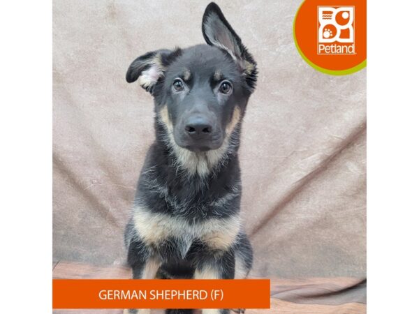 German Shepherd-Dog-Female-Black / Tan-1929-Petland Gallipolis, OH