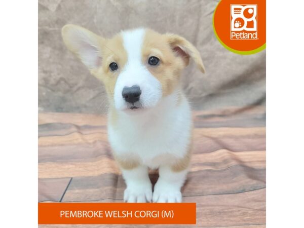 Pembroke Welsh Corgi-Dog-Male-Red / White-1942-Petland Gallipolis, OH