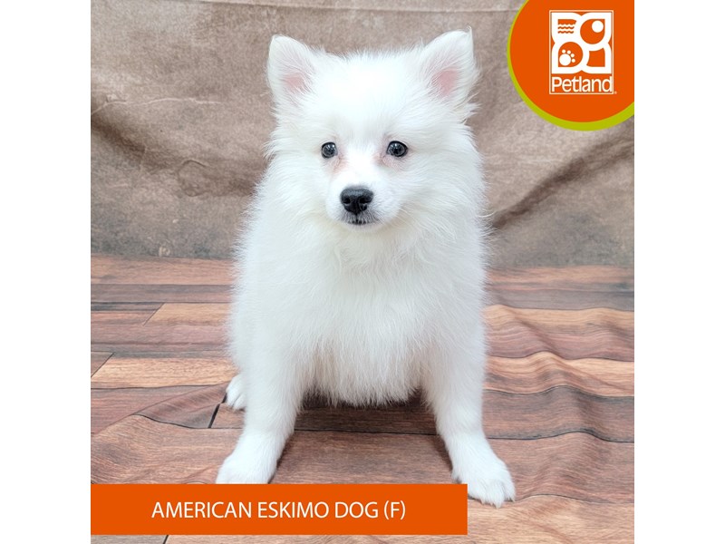 American Eskimo Dog - 1914 Image #1