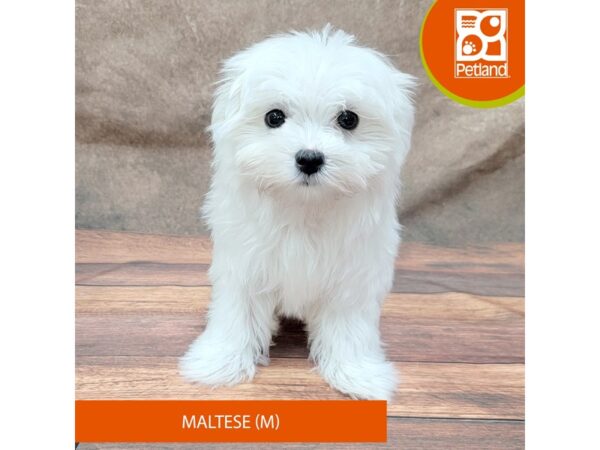 Maltese-Dog-Male-White-1915-Petland Gallipolis, OH