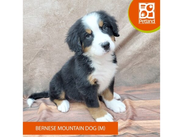 Bernese Mountain Dog Dog Male Tri-Colored 1931 Petland Gallipolis, OH