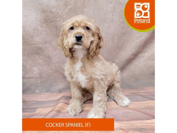 Cocker Spaniel-Dog-Female-Buff-1936-Petland Gallipolis, OH