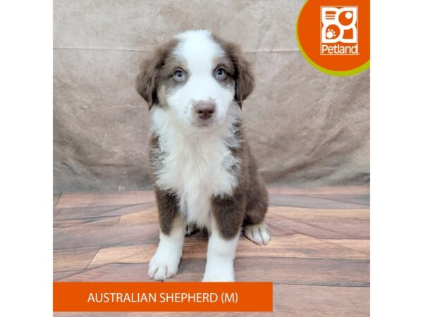 Australian Shepherd Dog Male Red Tan / White 1937 Petland Gallipolis, OH