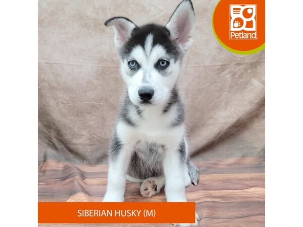 Siberian Husky Dog Male Black / White 1938 Petland Gallipolis, OH