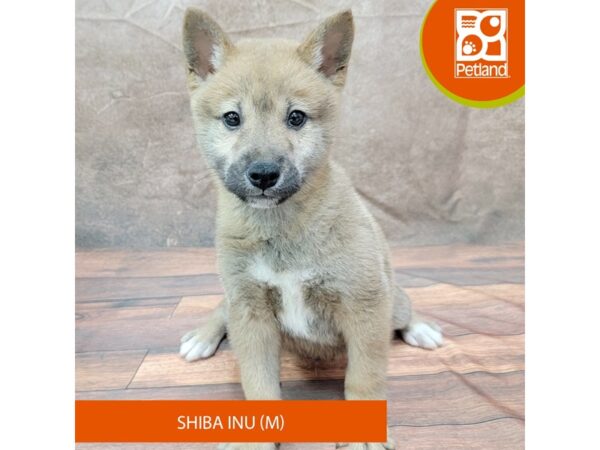 Shiba Inu-Dog-Male-Red-1943-Petland Gallipolis, OH