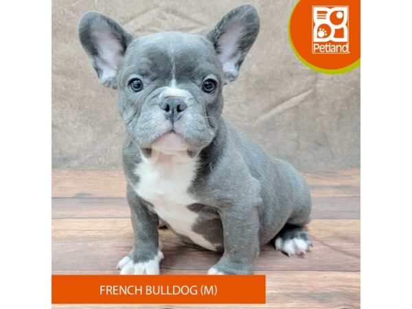 French Bulldog-Dog-Male-Blue-1947-Petland Gallipolis, OH