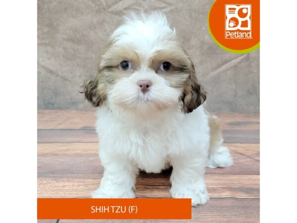 Shih Tzu-Dog-Female-Liver / White-1946-Petland Gallipolis, OH