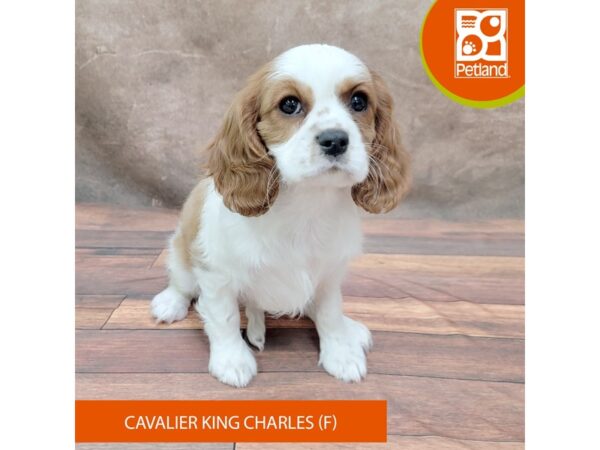 Cavalier King Charles Spaniel-Dog-Female-Blenheim-1955-Petland Gallipolis, OH