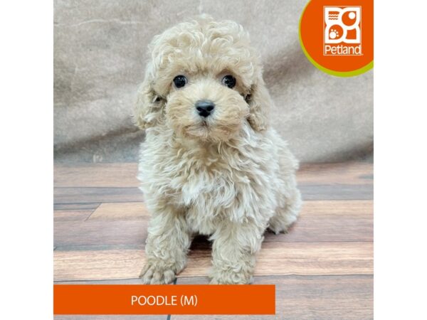 Poodle-Dog-Male-Apricot-1958-Petland Gallipolis, OH