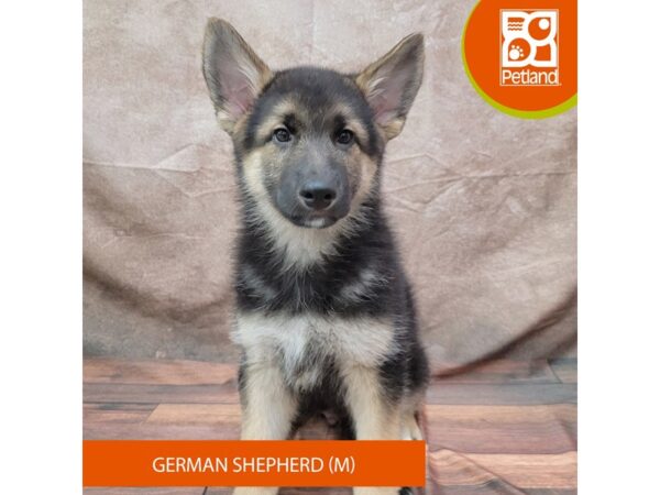 German Shepherd Dog Male Black / Tan 1950 Petland Gallipolis, OH