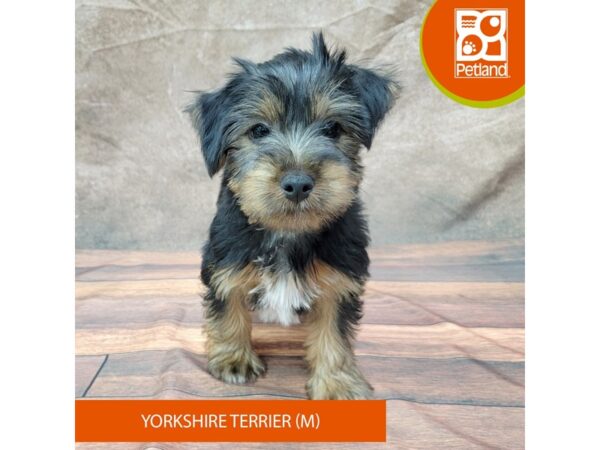 Yorkshire Terrier Dog Male Black / Tan 1926 Petland Gallipolis, OH