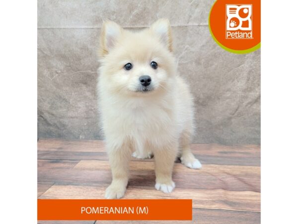 Pomeranian-Dog-Male-Cream-1939-Petland Gallipolis, OH