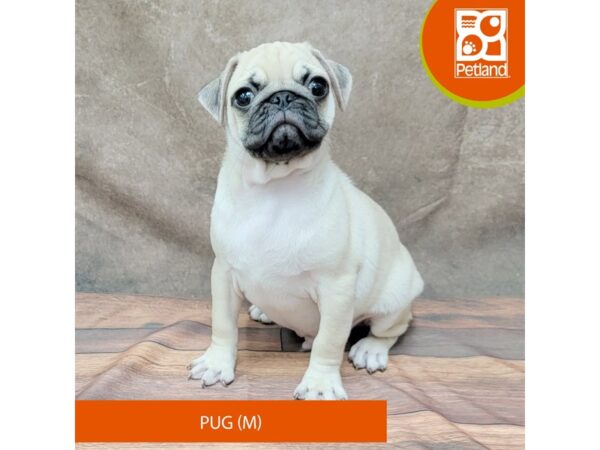 Pug Dog Male Fawn 1948 Petland Gallipolis, OH