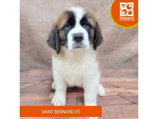 Saint Bernard-Dog-Female-Brown / White-1952-Petland Gallipolis, OH