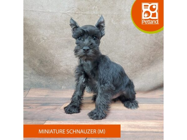 Miniature Schnauzer Dog Male Black 1953 Petland Gallipolis, OH