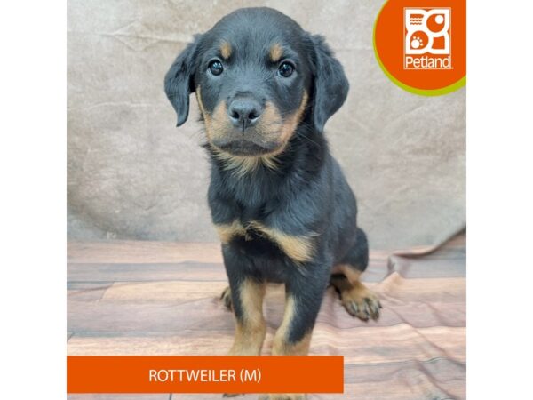 Rottweiler Dog Male Black / Rust 1957 Petland Gallipolis, OH