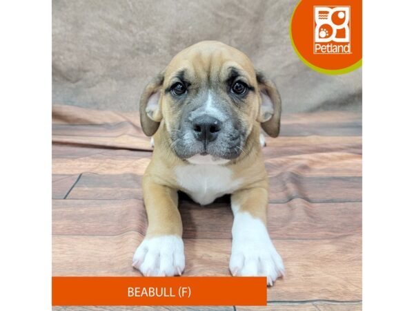 Beabull Dog Female Black Tan / White 1949 Petland Gallipolis, OH