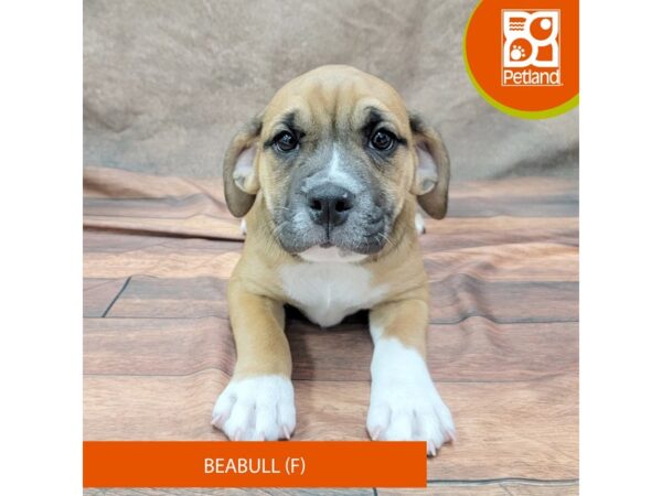 Beabull-Dog-Female-Black Tan / White-1949-Petland Gallipolis, OH