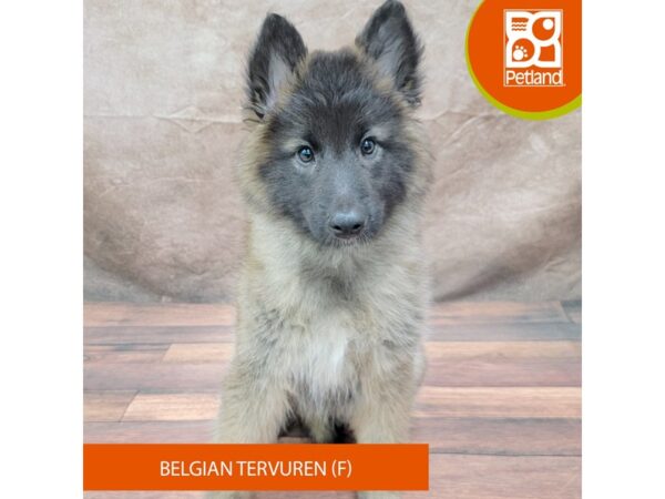 Belgian Tervuren Dog Female Mahogany / Black 1951 Petland Gallipolis, OH