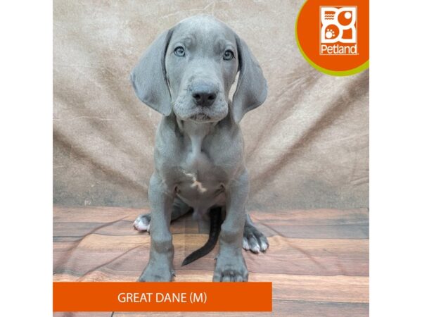 Great Dane-Dog-Male-Blue-1960-Petland Gallipolis, OH